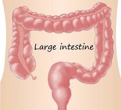 Large bowel