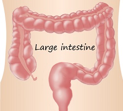 Large bowel Large bowel