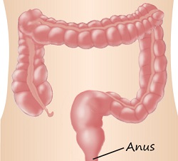 Anus