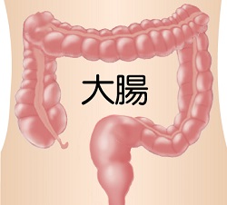 大肠 大肠
